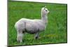 Alpaca-Lakeview Images-Mounted Photographic Print