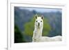 Alpaca-Lakeview Images-Framed Photographic Print