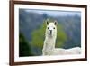 Alpaca-Lakeview Images-Framed Photographic Print