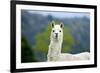 Alpaca-Lakeview Images-Framed Photographic Print