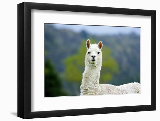 Alpaca-Lakeview Images-Framed Photographic Print