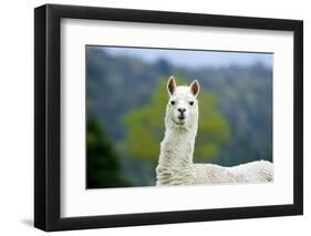 Alpaca-Lakeview Images-Framed Photographic Print