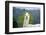 Alpaca-Lakeview Images-Framed Photographic Print