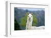 Alpaca-Lakeview Images-Framed Photographic Print