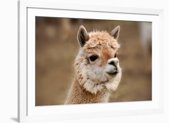 Alpaca-meunierd-Framed Photographic Print