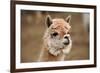 Alpaca-meunierd-Framed Photographic Print