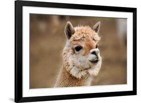 Alpaca-meunierd-Framed Photographic Print