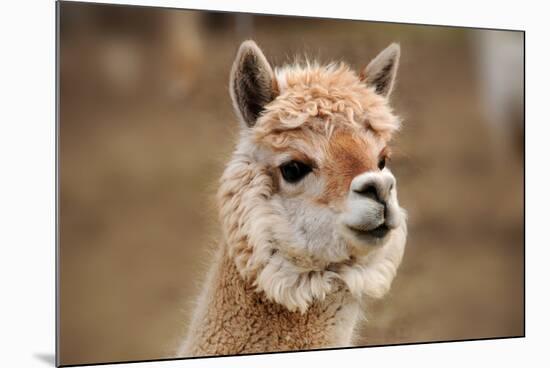 Alpaca-meunierd-Mounted Photographic Print