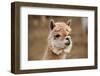 Alpaca-meunierd-Framed Photographic Print