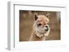 Alpaca-meunierd-Framed Photographic Print