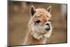 Alpaca-meunierd-Mounted Photographic Print