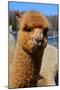 Alpaca-meunierd-Mounted Photographic Print