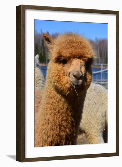 Alpaca-meunierd-Framed Photographic Print