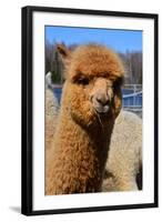 Alpaca-meunierd-Framed Photographic Print