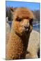 Alpaca-meunierd-Mounted Photographic Print