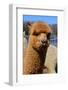 Alpaca-meunierd-Framed Photographic Print