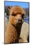 Alpaca-meunierd-Mounted Photographic Print