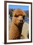 Alpaca-meunierd-Framed Photographic Print