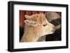 Alpaca-meunierd-Framed Photographic Print