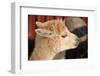 Alpaca-meunierd-Framed Photographic Print