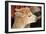 Alpaca-meunierd-Framed Photographic Print