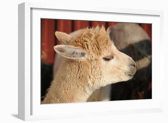 Alpaca-meunierd-Framed Photographic Print