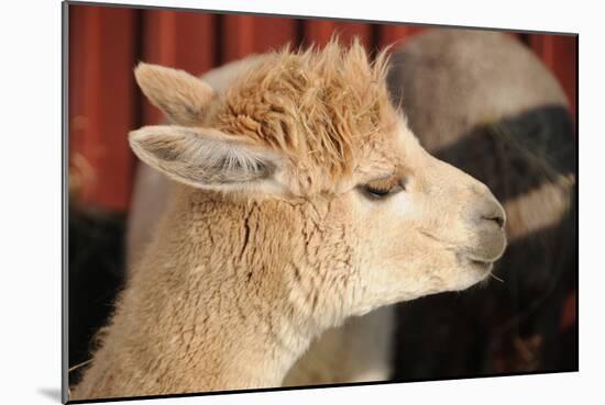 Alpaca-meunierd-Mounted Photographic Print