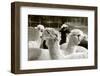 Alpaca-meunierd-Framed Photographic Print