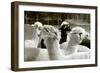 Alpaca-meunierd-Framed Photographic Print