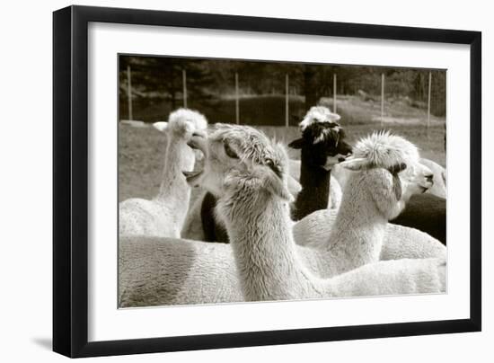 Alpaca-meunierd-Framed Photographic Print