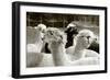 Alpaca-meunierd-Framed Photographic Print