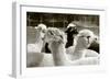 Alpaca-meunierd-Framed Photographic Print