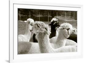 Alpaca-meunierd-Framed Photographic Print