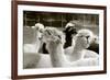 Alpaca-meunierd-Framed Photographic Print