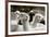 Alpaca-meunierd-Framed Photographic Print