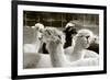 Alpaca-meunierd-Framed Photographic Print