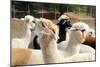 Alpaca-meunierd-Mounted Photographic Print