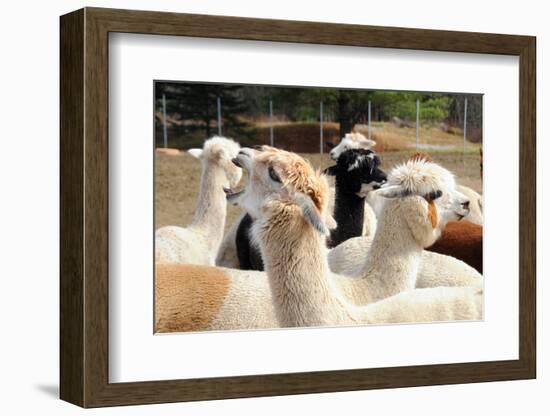 Alpaca-meunierd-Framed Photographic Print