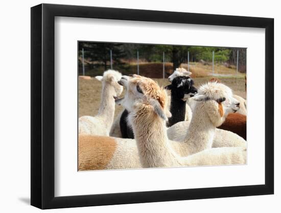 Alpaca-meunierd-Framed Photographic Print