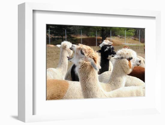 Alpaca-meunierd-Framed Photographic Print
