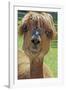 Alpaca-null-Framed Photographic Print