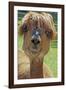 Alpaca-null-Framed Photographic Print