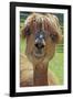 Alpaca-null-Framed Photographic Print