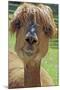 Alpaca-null-Mounted Photographic Print