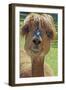 Alpaca-null-Framed Photographic Print