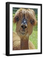 Alpaca-null-Framed Photographic Print