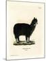 Alpaca-null-Mounted Giclee Print