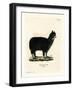 Alpaca-null-Framed Giclee Print