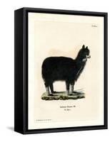 Alpaca-null-Framed Stretched Canvas