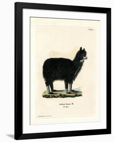 Alpaca-null-Framed Giclee Print